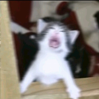 AKELITE BUILD GRÁTIS! 🎁 ganhador do prêmio AKELITE BUILD GRÁTIS! 🎁